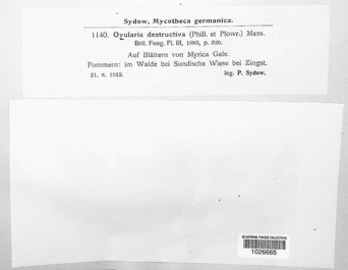 Phacellium image